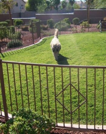 Custom Pet Fence LV