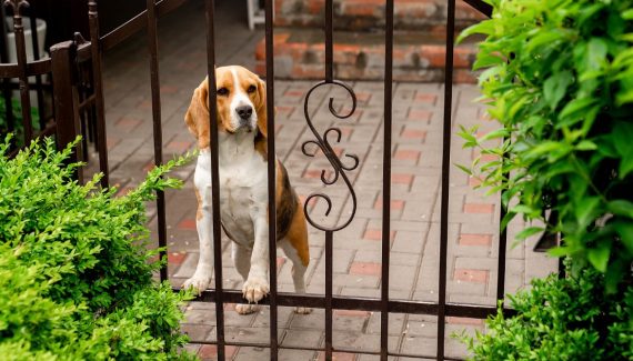 Dog Standing Behind Iron Gate
