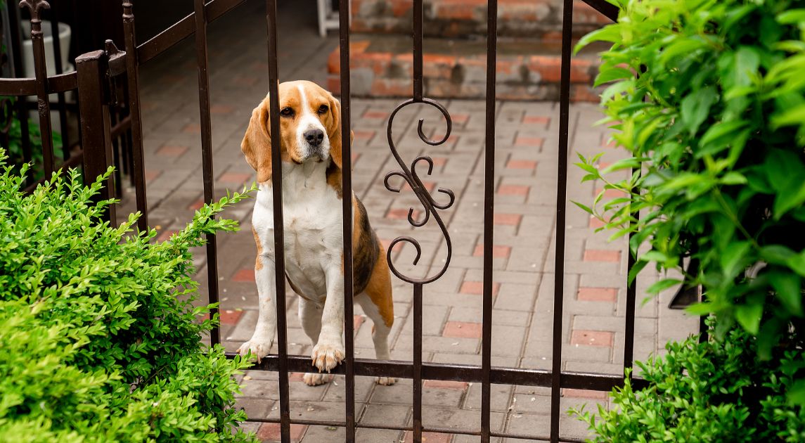 Dog Standing Behind Iron Gate