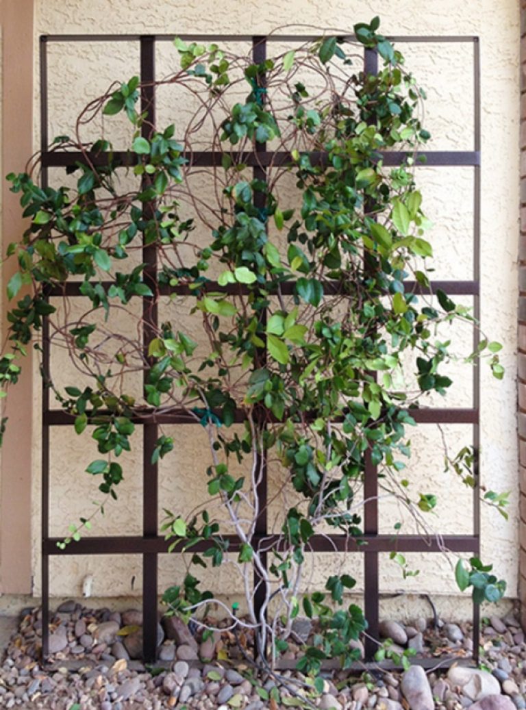 Trellis TRE0008
