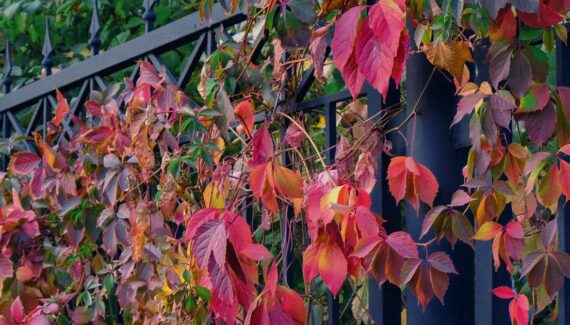 Vines Ruining Fence