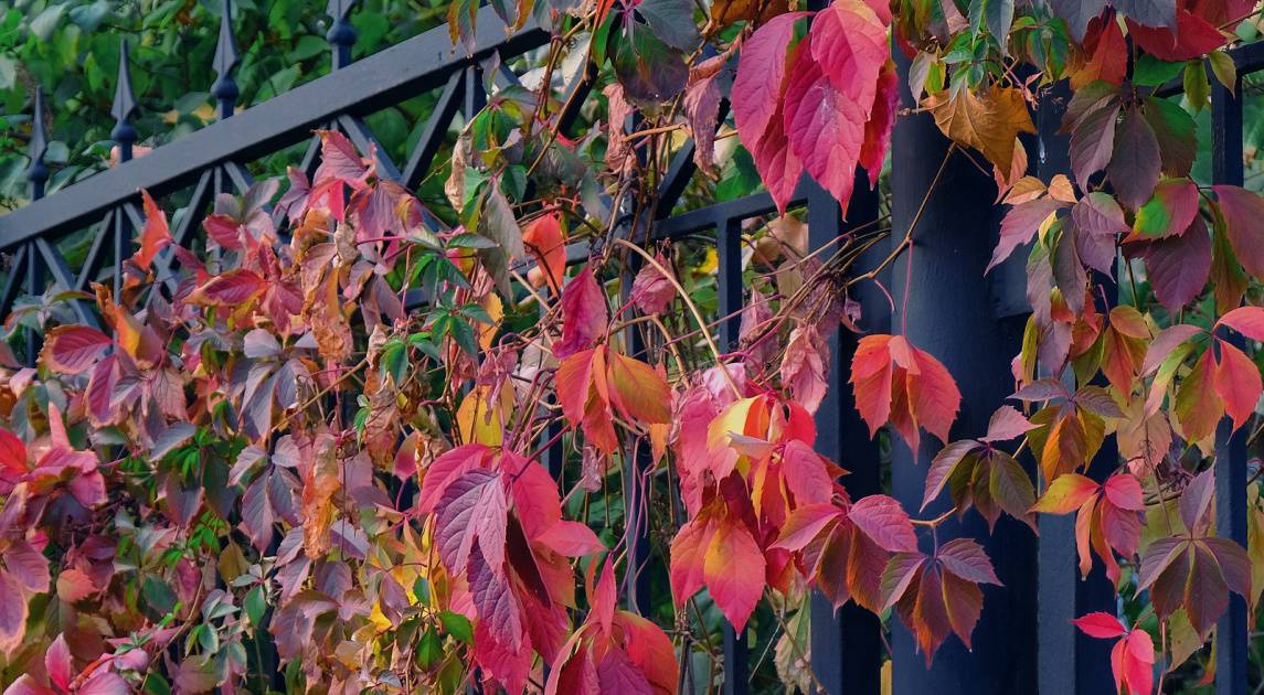 Vines Ruining Fence