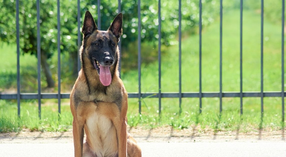 German shepherd dog with backdrop of grass and iron security fence.